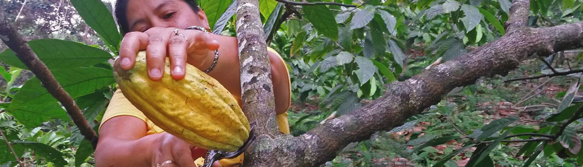 Tour a Chocolate Farm Butterfly Farm & Mayan King Waterfall