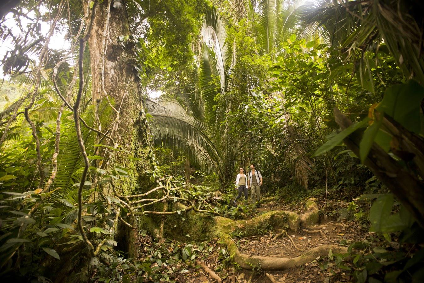 Jungle Adventure in Belize's Cayo District! website image