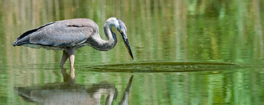 A heron stands in shallow water, poised to catch fish, with vibrant green reflections surrounding it.