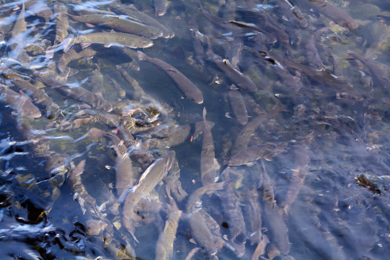 Dry Mills Trout Hatchery