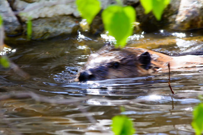 A Beaver