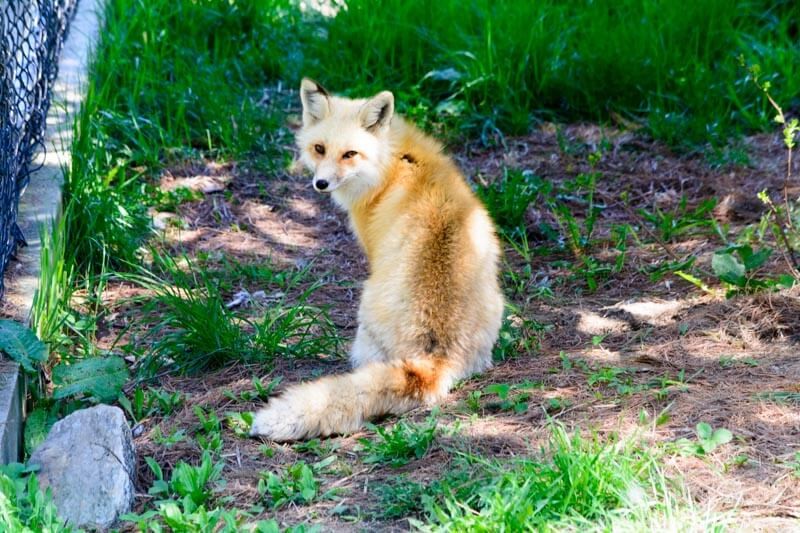 A Fox