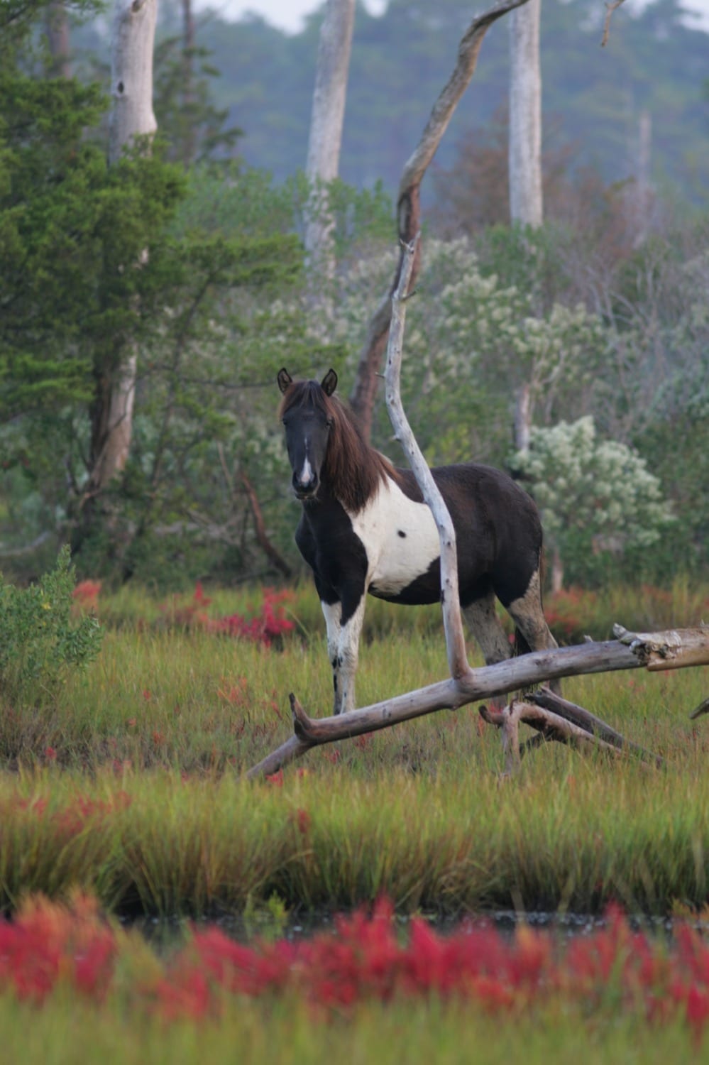 A black and white horse stands among vibrant green grass and red foliage.