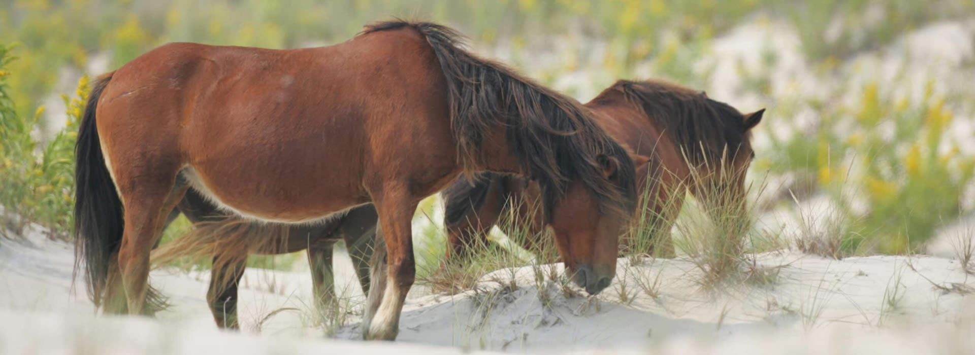 See the Wild Ponies of Chincoteague & Assateague Island Pony Swim See the Wild Ponies of Chincoteague & Assateague Island Pony Swim