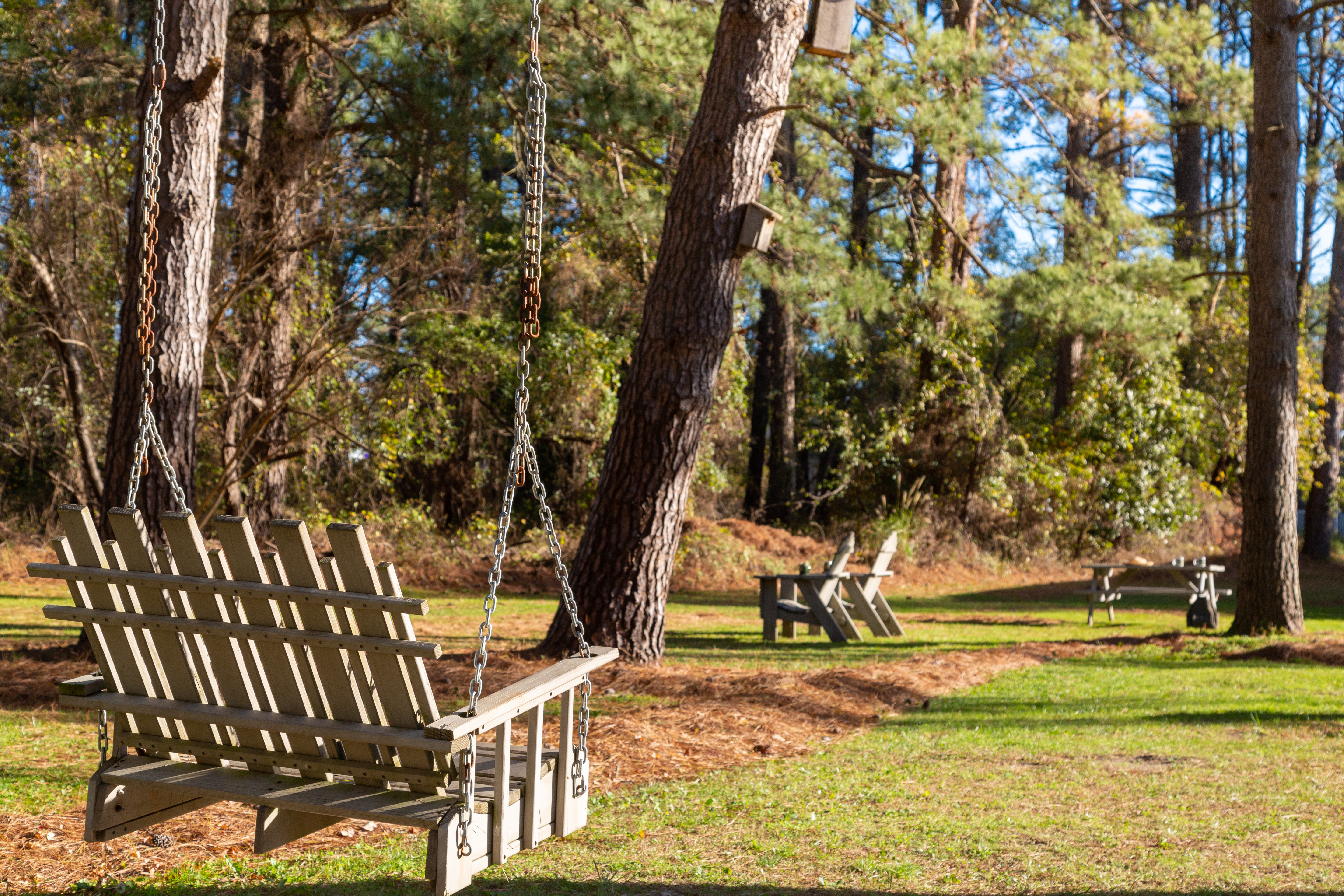 A wooden swing hanging from a tall loblolly pine on the grounds of the Refuge Inn.