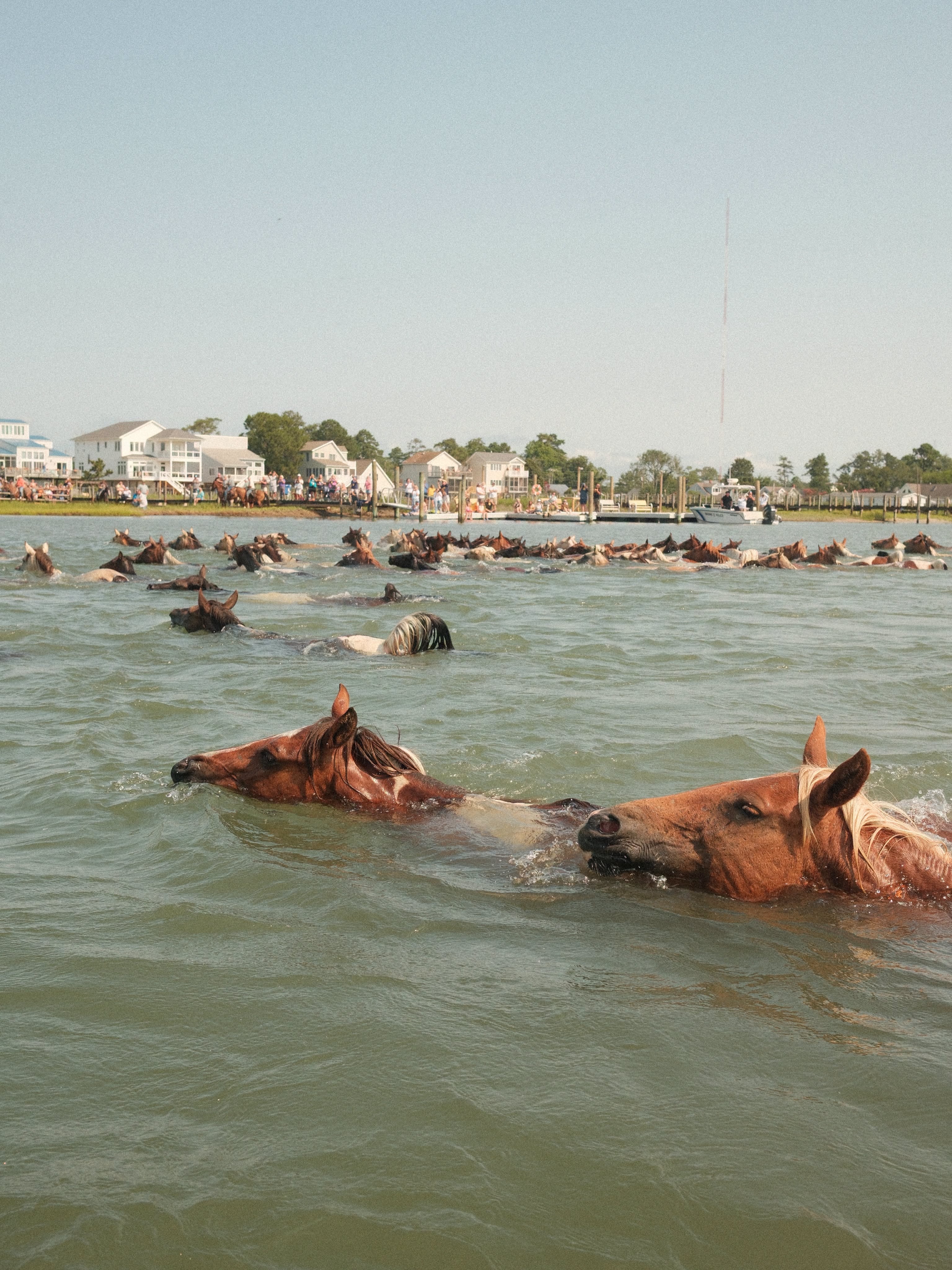 The wild Chincoteague ponies swimming across the channel to Chincoteague Island on swim day.