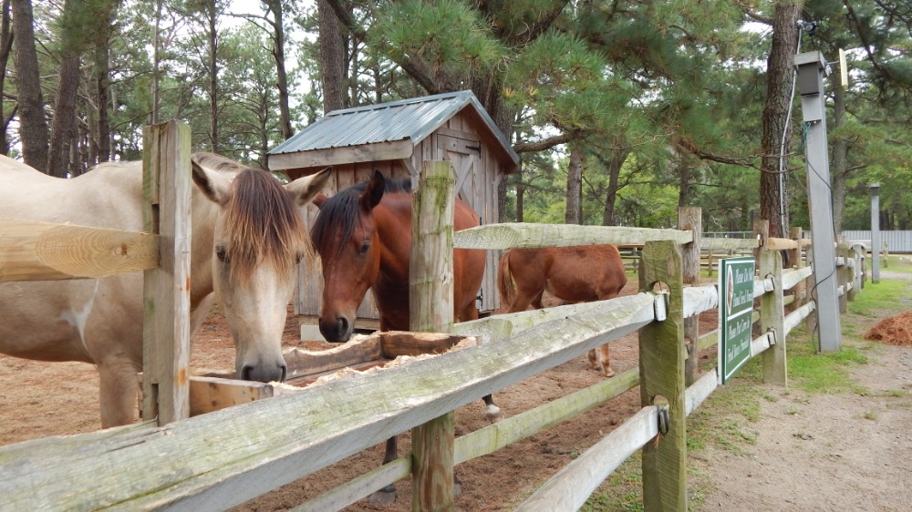 Two horses reach over a split-rail fence toward a feed trough, with a wooden shed and pines behind them.