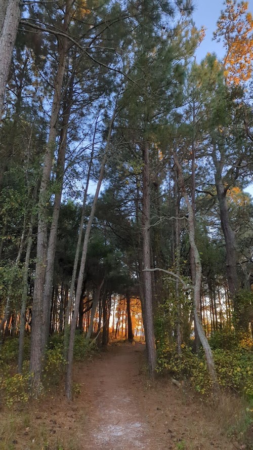 The Bivalve Trail at Chincoteague National Wildlife Refuge, a sand path running through loblolly pines with low sun ahead.