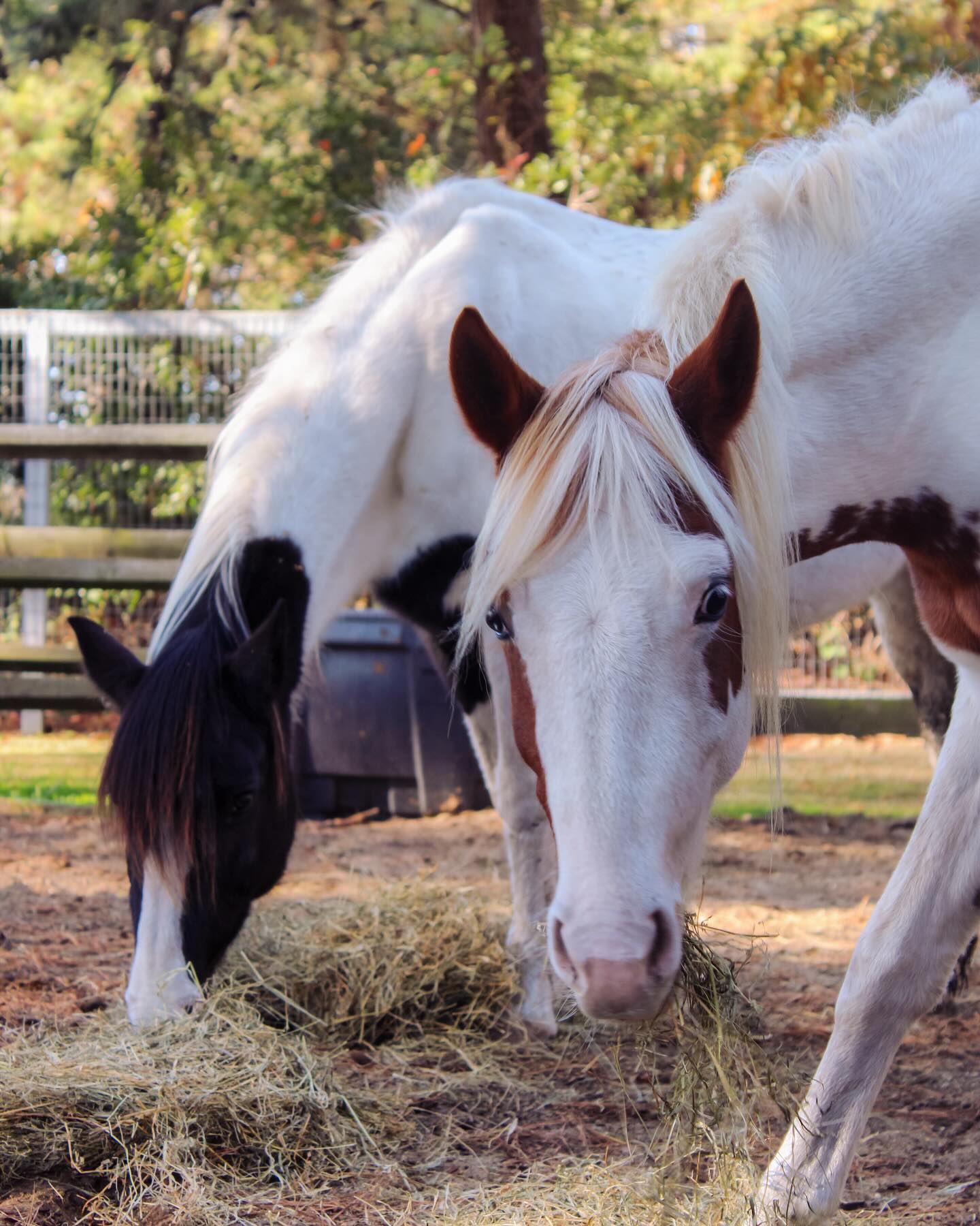 Two Chincoteague ponies, one white and brown and one black, feeding on hay in the Refuge Inn pasture.