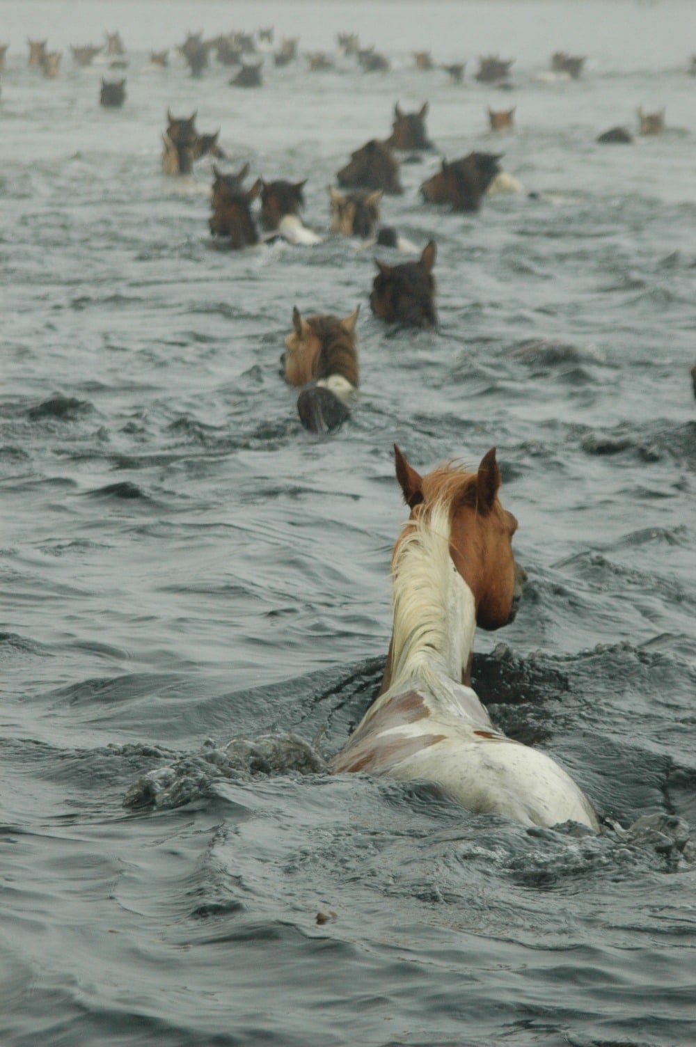 A group of horses is swimming through a foggy body of water.