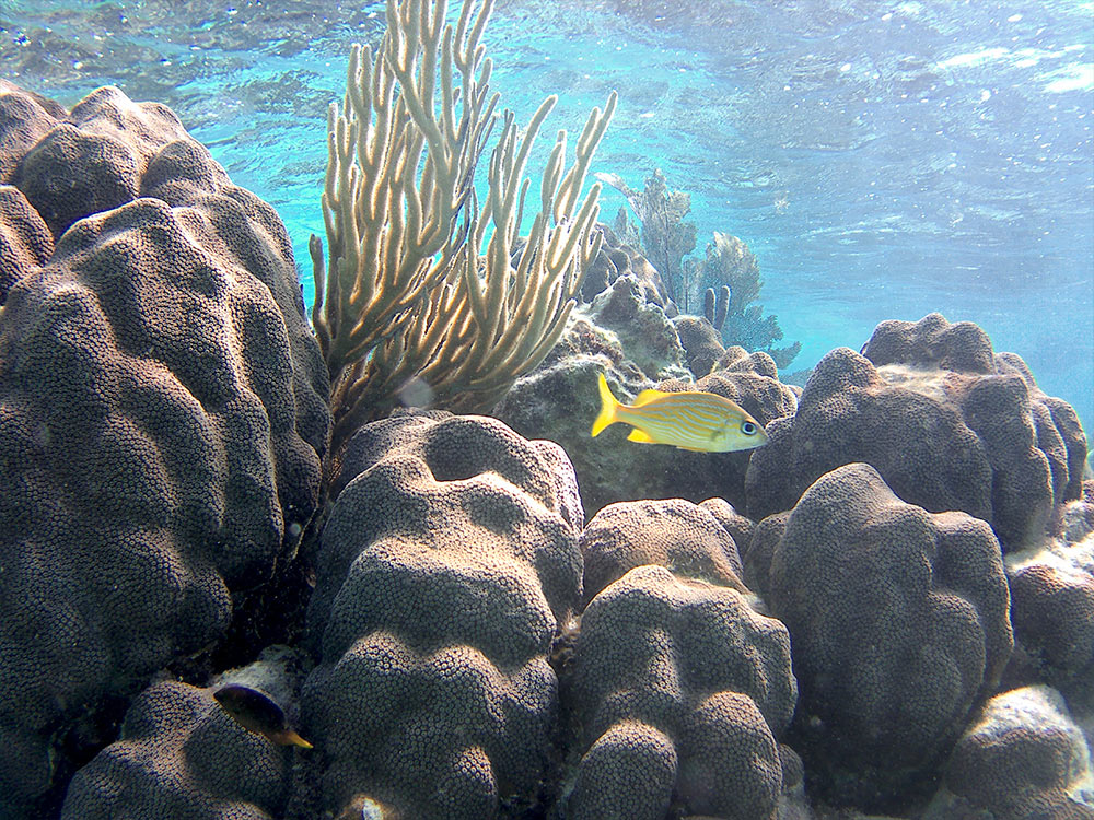 tobacco caye snorkeling Snorkeling Tours for Your Belize Vacation on Tobacco Caye