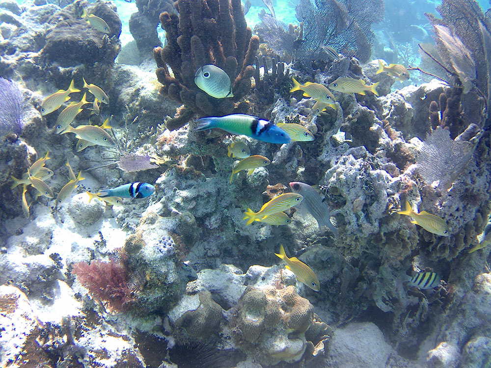 Snorkeling Tours for Your Belize Vacation on Tobacco Caye