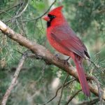 Northern Cardinal