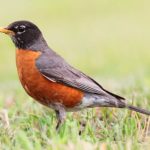 American-Robin
