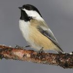 Black-Capped-Chicadee