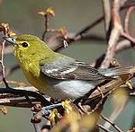 Yellow-throated-vireo