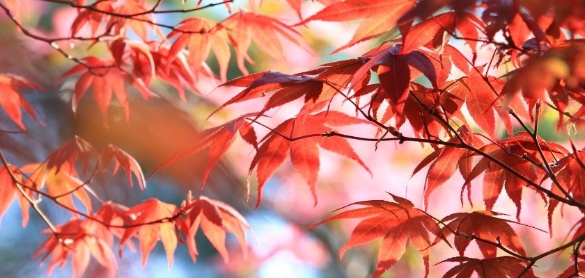 closeup of colorful leaves on a japanese maple
