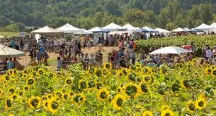 picture of sunflowers in fields and tents with vendors set up and people walking around picture of sunflowers in fields and tents with vendors set up and people walking around