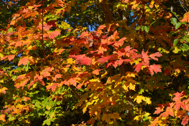 Fall Foliage at Wolf Cove Inn