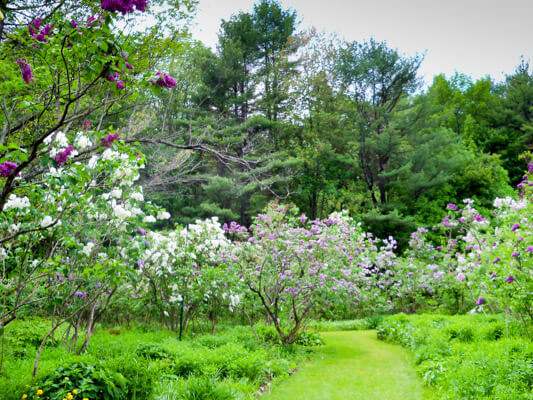 McLaughlin Gardens Lilacs In Bloom