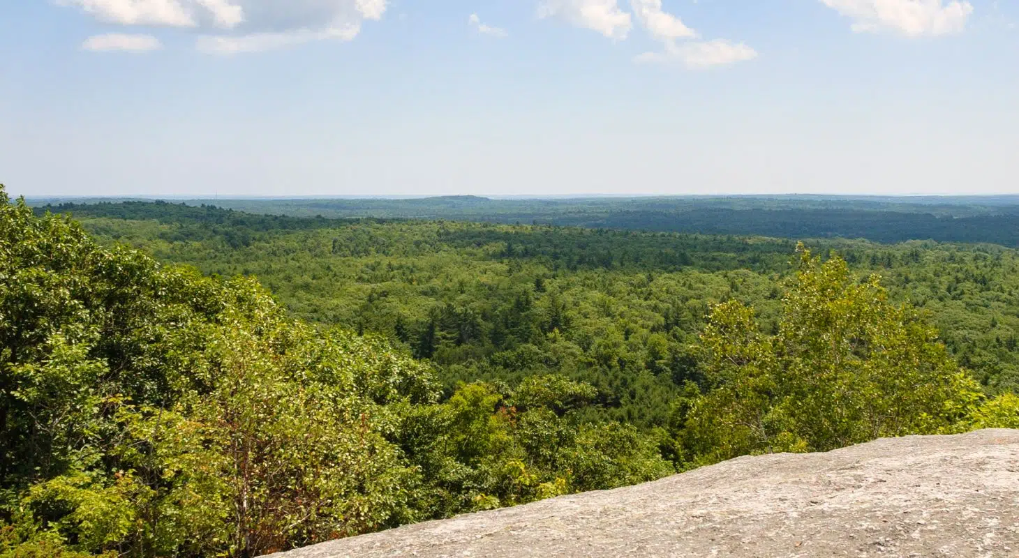 Aerial view of the tree tops from a ledge at Bradbury State Park