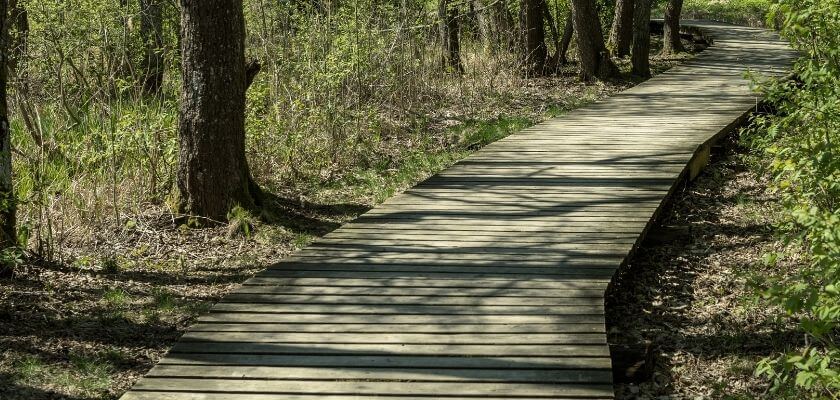 wooden boardwalk over bog in wooded area