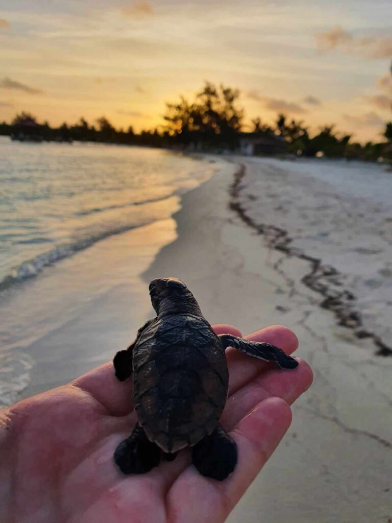 a person holding a baby sea turtle in their hand