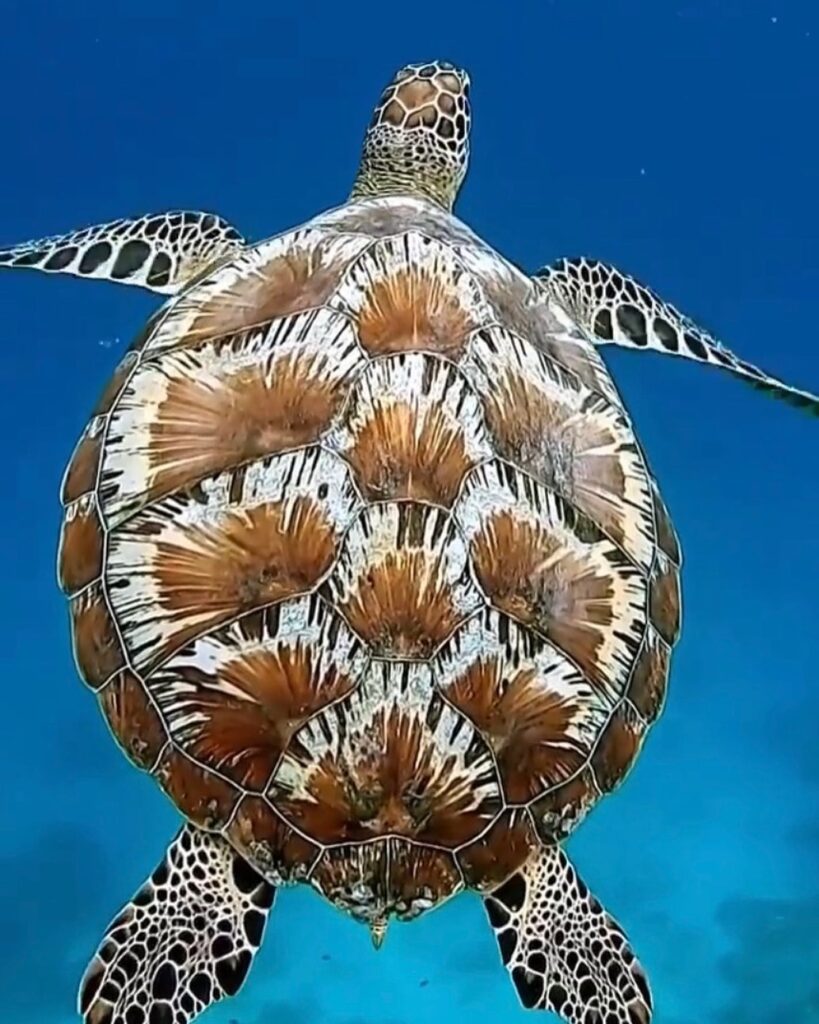 a colorful sea turtle swimming in the ocean